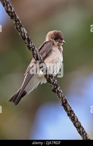 Swallow (Stelgidopteryx ruficollis) adulto arroccato sulla corda Costa Rica Marzo Foto Stock