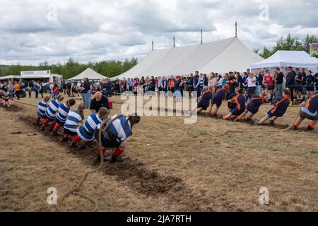 Lesmahagow, Scozia, Regno Unito. 28th maggio 2022. I giovani agricoltori competono nel rimorchiatore della competizione di guerra al Lesmahagow Agricultural Show in quanto fa un ritorno dopo un'assenza di due anni a causa della pandemia del Covid-19. Si tratta di un evento annuale dal 1807 e celebra le abilità della popolazione locale e comprende la mostra di bestiame, le prove su cani da pecora, la pastorizia, il rimorchiatore di guerra, il cavallo e pony giudicare e una sfilata di trattori d'epoca. Credit: SKULLY/Alamy Live News Foto Stock