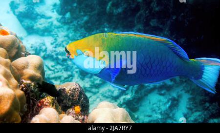 Foto subacquea del parrotfish della regina blu che nuota fra la barriera corallina Foto Stock