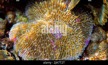 Funghi corallo o funghi Fungia sulla barriera corallina tropicale. Splendidi coralli dai colori luminosi con macchie bianche e rosa. Incredibile mondo sottomarino selvaggio Foto Stock