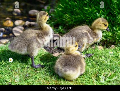 Passeggiando sull'erba accanto a uno stagno, passeggiando i passerelle dell'oca canadese (Branta canadensis). Canada goings di oca visto in Kent, Regno Unito. Foto Stock