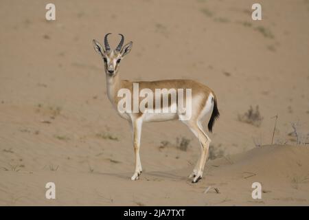 La gazzella o il rhim (Gazella leptoceros), anche conosciuta come la gazzella slanciata, gazzella di sabbia africana o gazzella di Loder Foto Stock