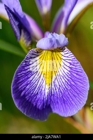 Iride con petali viola, bianchi e gialli. Macro in primo piano che mostra il dettaglio fine del petalo. Colorato fiore di iride visto nel Kent, Regno Unito. Foto Stock