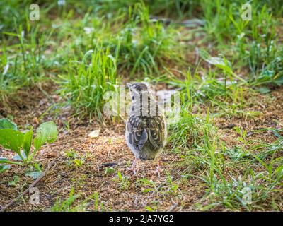 Un pulcino della Redwing, Turdus iliacus, ha lasciato il nido e seduto sul prato di primavera. Un pulcino di Redwing siede a terra e attende il cibo dalla sua par Foto Stock