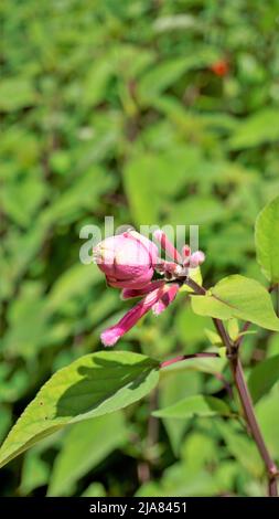 Bel fiore con germogli di Salvia involucrata noto anche come salvia foglia rosata. Avvistato nei giardini botanici del governo di ooty, India Foto Stock