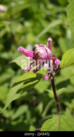 Bel fiore con germogli di Salvia involucrata noto anche come salvia foglia rosata. Avvistato nei giardini botanici del governo di ooty, India Foto Stock