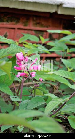 Bel fiore con germogli di Salvia involucrata noto anche come salvia foglia rosata. Avvistato nei giardini botanici del governo di ooty, India Foto Stock