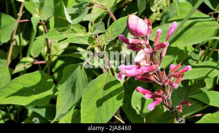 Bel fiore con germogli di Salvia involucrata noto anche come salvia foglia rosata. Avvistato nei giardini botanici del governo di ooty, India Foto Stock