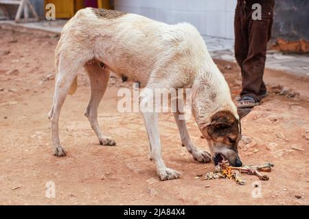 Bianco e marrone cane randagio mangiare resti di carne di pollo cena su strada polverosa Foto Stock