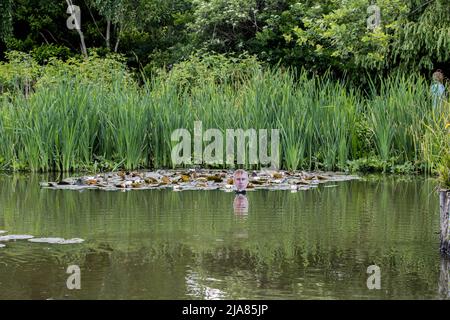 REGNO UNITO. 28th maggio 2022. I Prankers hanno preso di mira il Villaggio di Rottingdean Pond in Sussex facendo una mostra per le celebrazioni giubilari. I hanno messo un taglio di carboard della regina con un Corgi e le facce della famiglia reale intorno ad un'isola nel mezzo dello stagno per rappresentare il balcone al palazzo di Buckingham. Hanno messo la faccia di Andrew di prezzo via da tutto e sull'altro lato dell'isola ci è il principe Harry e Megan accreditamento: @Dmoonuk/Alamy Live News Foto Stock