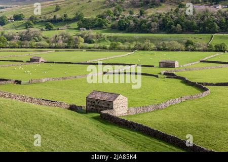 I campi e i tradizionali fienili di pietra e le pareti di pietra a secco vicino a Gunnerside a Swaledale, Yorkshire Dales, Inghilterra Foto Stock