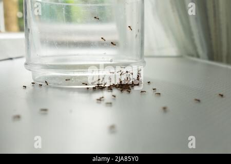 Primo piano massa di formiche sul vetro alla ricerca di cibo. Foto Stock