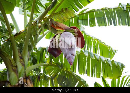 Un mazzo di banane che matura in un albero con foglie adulate Foto Stock