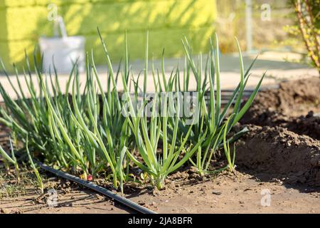 Letti con erbe fresche in primavera . Cipolle verdi naturali ecocompatibili, prezzemolo, lattuga, coriandolo in giardino. Foto di alta qualità Foto Stock