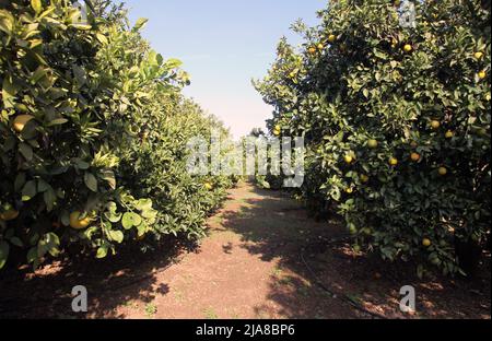 Giardino di agrumi. Aranci e limoni con frutta matura sui rami. Foto Stock