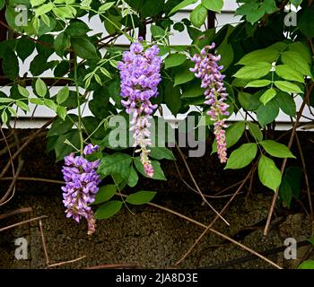 Primo piano di tre belle piante rosa di Wisteria, vite, con fiori. Foto Stock