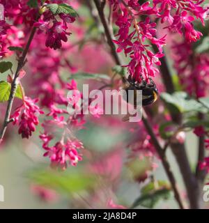 Un Bumblebee (Bombus Terrestris) con coda di bue che foraggera sui fiori di Crimson di un ribes rosso fiorito (Ribes Sanguineum) in una mattinata di sole Foto Stock