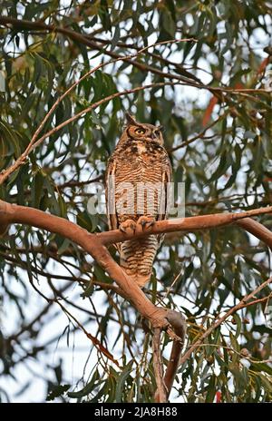 Grande gufo ornato - Bubo virginianus Foto Stock