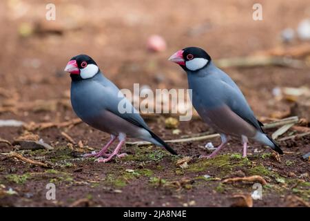 Java Sparrow o Java Finch (Padda oryzivora) Foto Stock