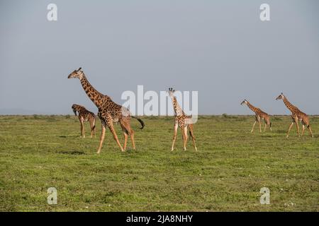 Giraffe che camminano attraverso la savana, Tanzania Foto Stock