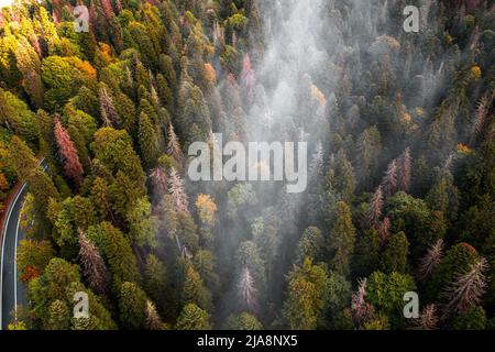 Veduta aerea della strada curvilinea che passa attraverso la foresta d'autunno, vista dall'alto Foto Stock