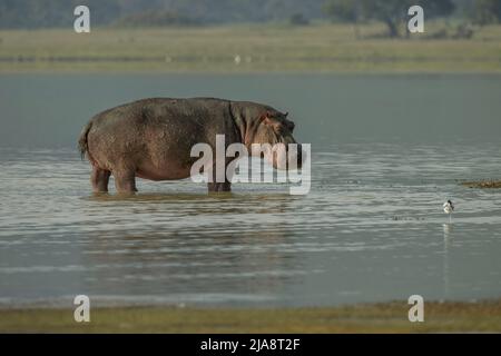 Ippona nel cratere di Ngorongoro, Tanzania Foto Stock