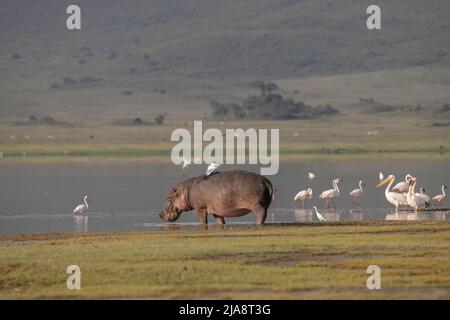 Ippona nel cratere di Ngorongoro, Tanzania Foto Stock