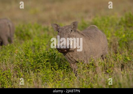 Warthog comune, Parco Nazionale Serengeti Foto Stock