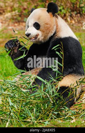 WASHINGTON, DC -26 MAR 2022- un panda gigante bianco e nero allo Smithsonian National Zoo di Washington, DC. Foto Stock