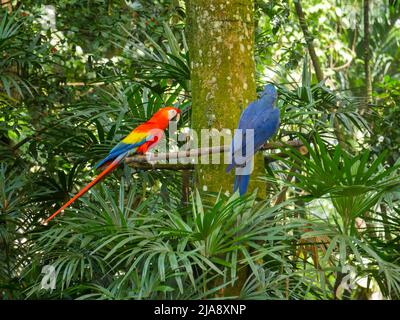 Scarlatto macaw e un pappagallo di colore blu seduto su brach d'albero nel Parco Foto Stock