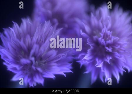 Immagine di 3 erba cipollina comune (Allium schoenoprasum) scattata con una lente macro su sfondo nero. Foto Stock