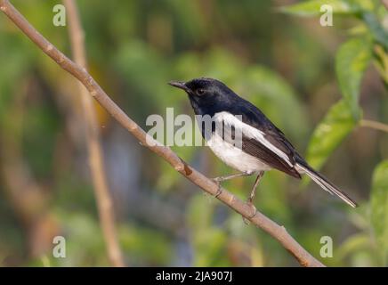 Il maggie-robin orientale è un piccolo uccello passerino che era precedentemente classificato come membro della famiglia di mughetto Turdidae, ma ora considerato un vecchio mondo f Foto Stock