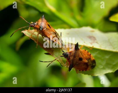 Insetti scudo, Elasmucha ferrugata su foglia di mirtillo, closeup foto. Foto Stock