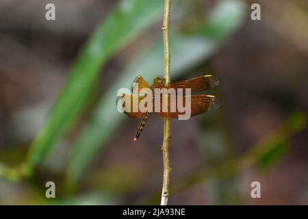 Draagonfly indonesiana con alette rosse che riposa su un ramoscello. Foto Stock