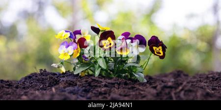 Vista ravvicinata dei fiori freschi delle pantie. Fioritura piccola pianta incapsulata in terreno morbido, sfocatura sfondo natura. Lavori di giardinaggio, primavera Foto Stock
