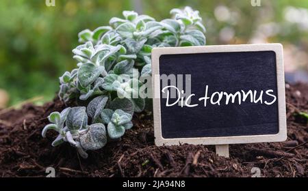 Dictamnus Origanum, Cretan dittany, luppolo marjoram selvatico pianta terapeutica e aromatica. Etichetta con testo, diktamos greco sul terreno, vista ravvicinata Foto Stock