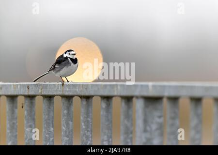 Un wagtail pied (Motacilla alba yarrellii) arroccato su una recinzione con il traffico sullo sfondo. Foto Stock