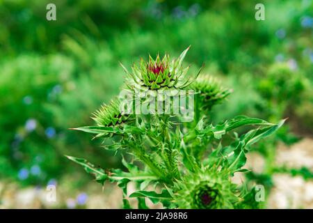 germogli pungenti di fiori di cardo cotone da vicino contro il paesaggio naturale sfocato Foto Stock