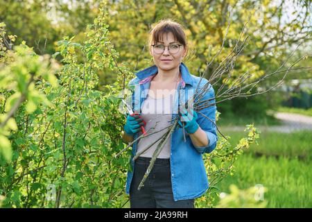 Donna giardiniere in guanti con potatrice taglia rami secchi su cespuglio di ribes nero Foto Stock