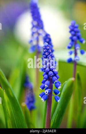 Bel fiore di giacinto di uva blu contro erba verde sfocata. Bluebells fioritura. Foto di alta qualità Foto Stock