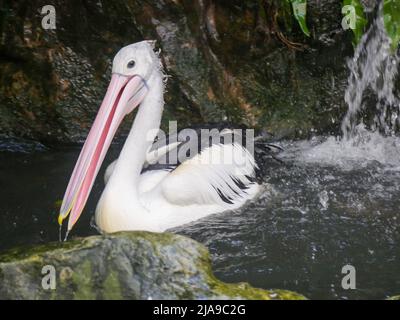 Pelican, grandi uccelli acquatici che nuotano in stagno d'acqua Foto Stock