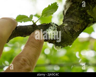 Afidi lanuginose che succhiano linfa da fusto legnoso - Eriosoma lanigerum insetti su alberi di mela dopo l'inverno Foto Stock