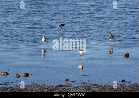 Un giovane pied stilt sta camminando nelle barenate, altri stanno riposando Foto Stock