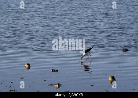 Un giovane pied stilt è alla ricerca di cibo Foto Stock