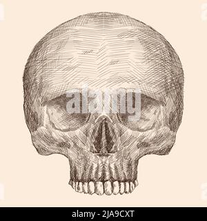 Matita disegno a mano di un cranio umano isolato su uno sfondo beige. Illustrazione Vettoriale