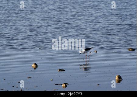 Un giovane pied stilt sta camminando nelle barenate, alla ricerca di cibo Foto Stock