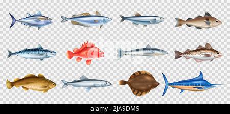 Pesce di mare realistico trasparente insieme con simboli di specie diverse illustrazione vettoriale isolata Illustrazione Vettoriale