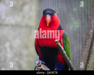 lory (Lorius domicella) è una specie di pappagallo, seduta su un ramo di albero, da vicino Foto Stock