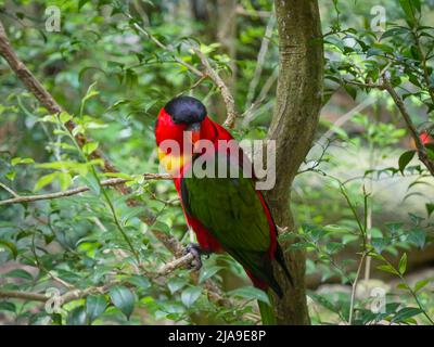 lory (Lorius domicella) è una specie di pappagallo, seduta su un ramo di albero, da vicino Foto Stock