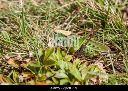 Primo piano foto di un bush-cricket femminile (Decticus verrucivorus) su un prato di montagna nella contea di Harghita, in Transilvania. Foto Stock